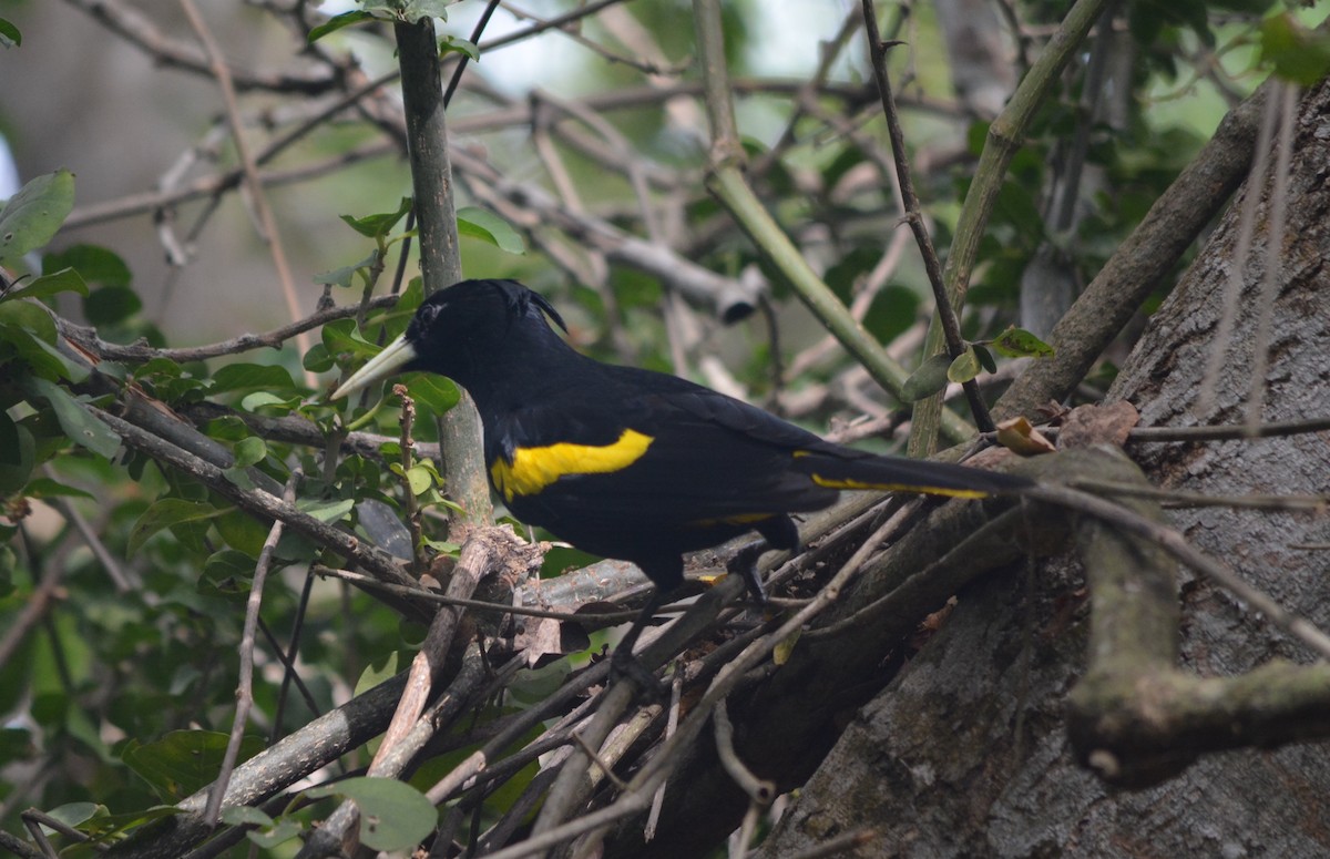 Yellow-winged Cacique - Nate Brown