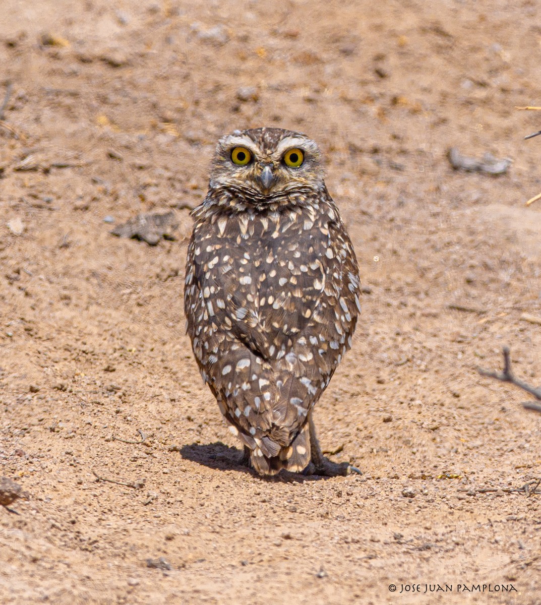 Burrowing Owl - ML502955741