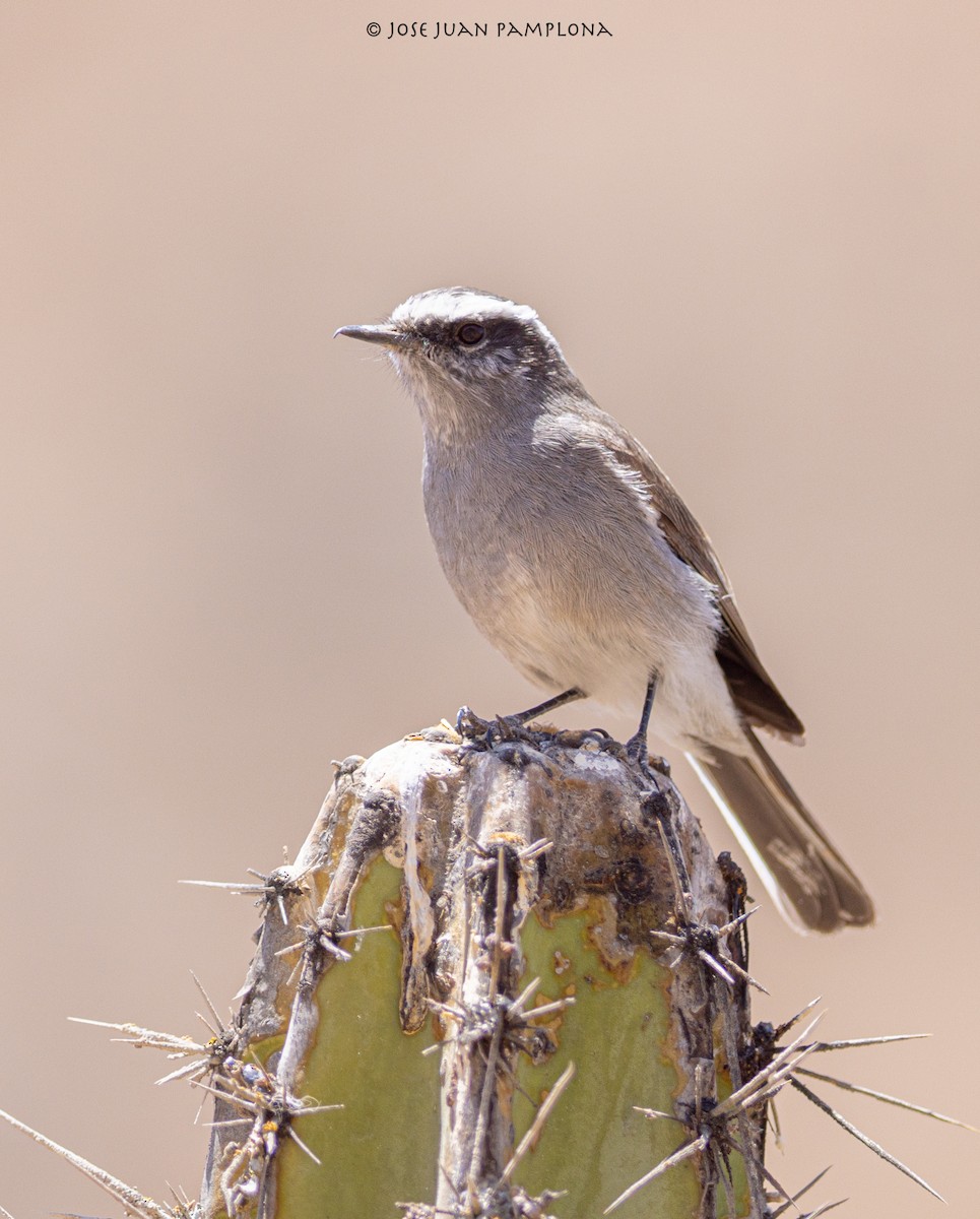 White-browed Chat-Tyrant - ML502957731