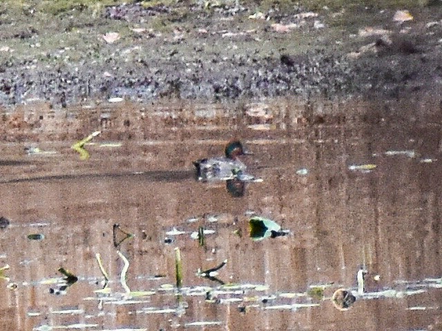 Green-winged Teal - ML502963071
