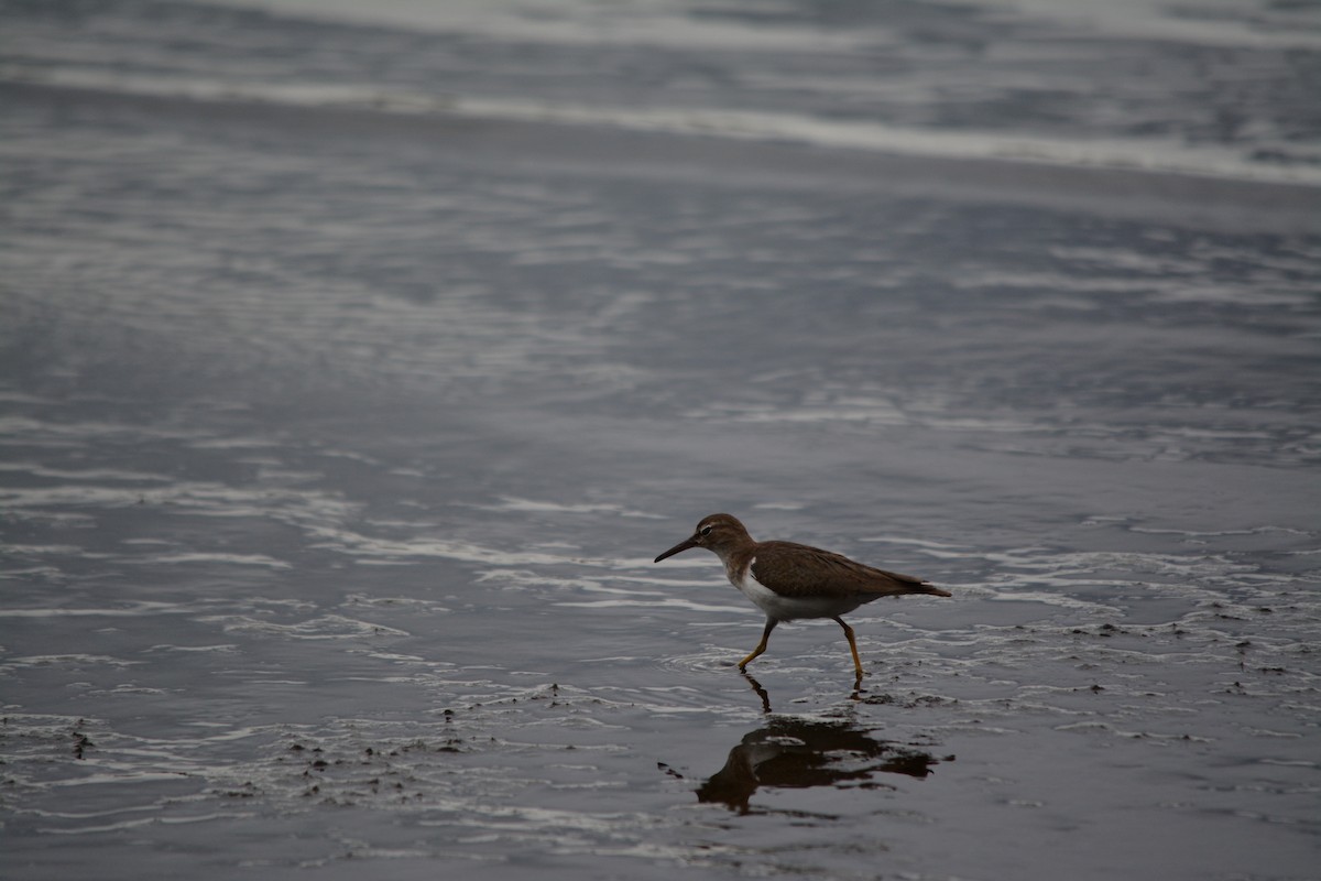 Spotted Sandpiper - Nate Brown