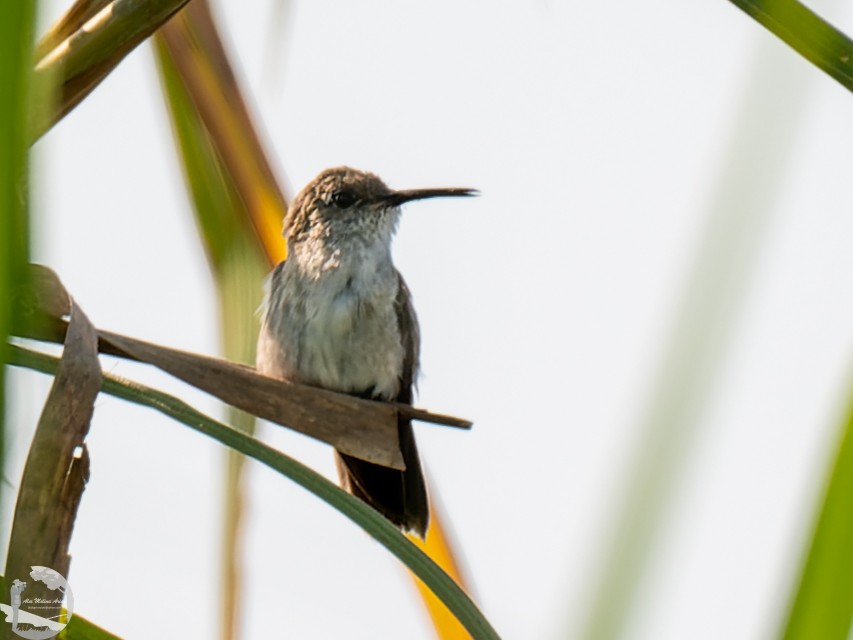Olive-spotted Hummingbird - ML502974471