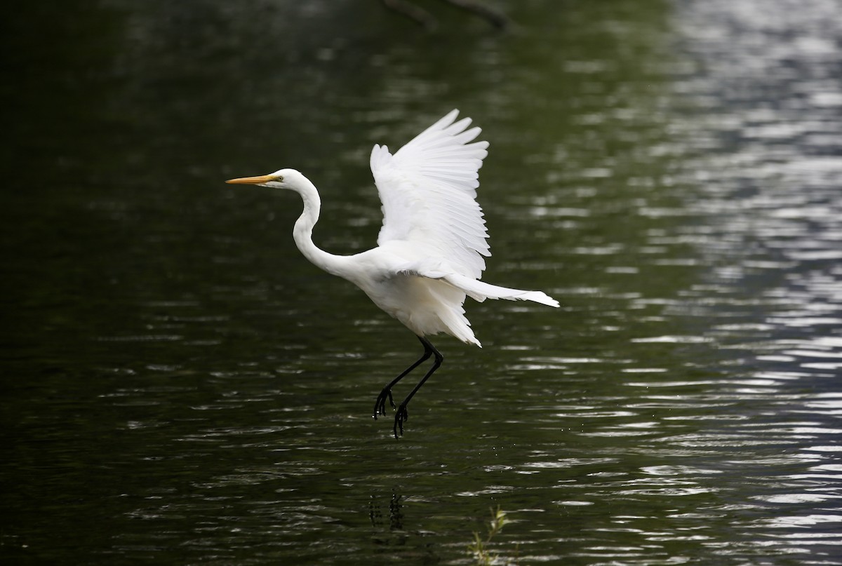 Great Egret - parrish evans