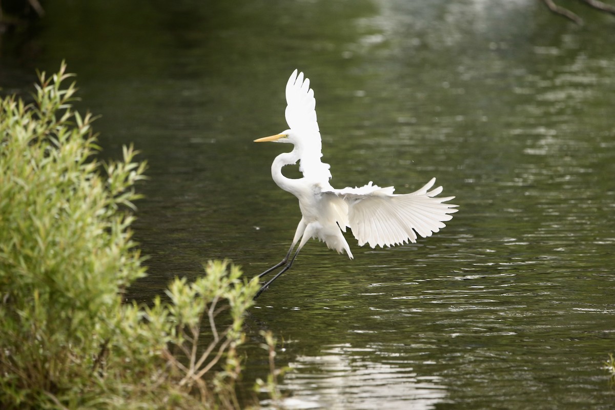 Great Egret - parrish evans
