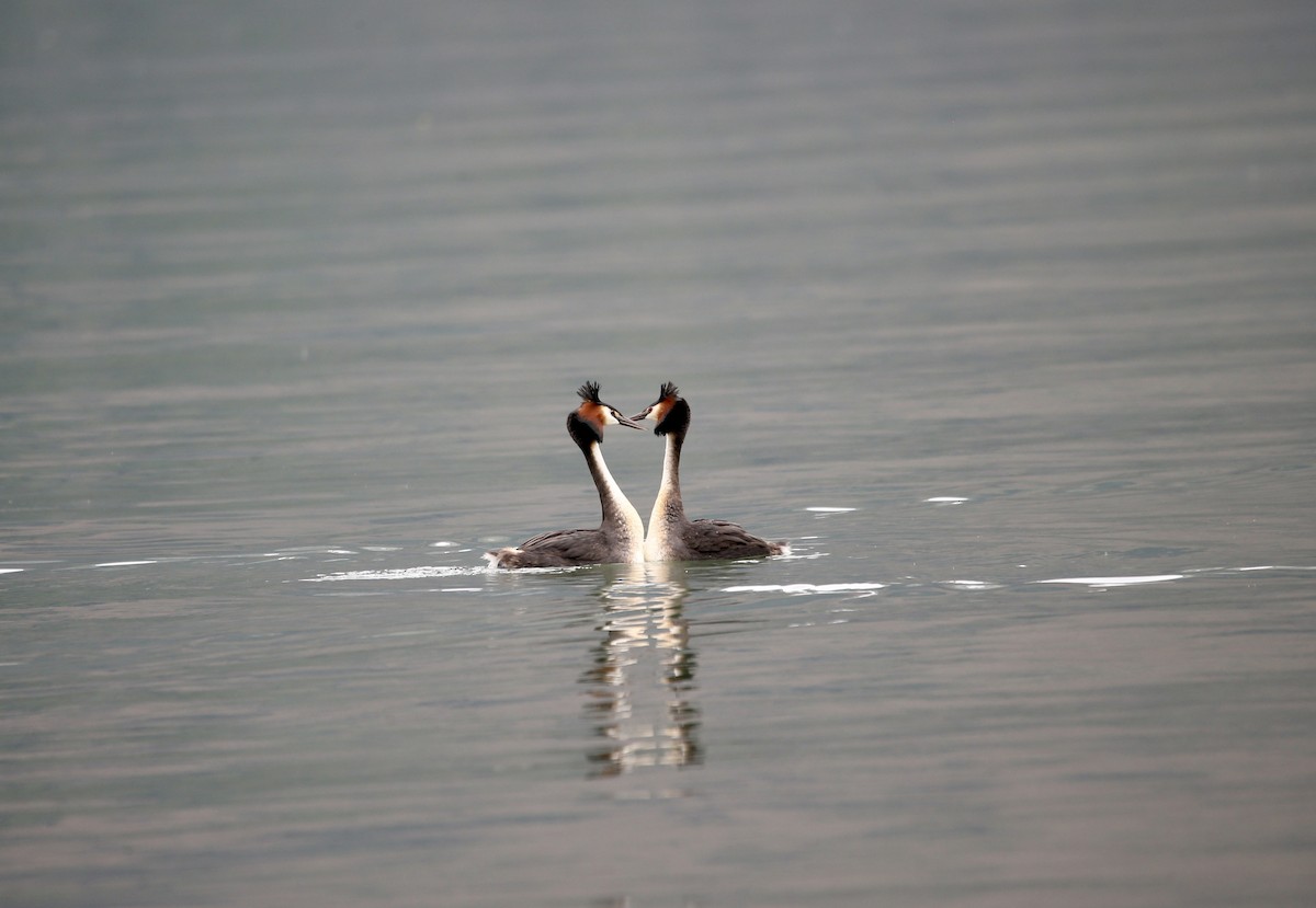 Great Crested Grebe - ML502978291