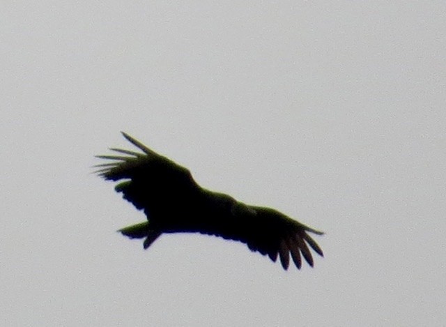 Black Vulture - ML502980191