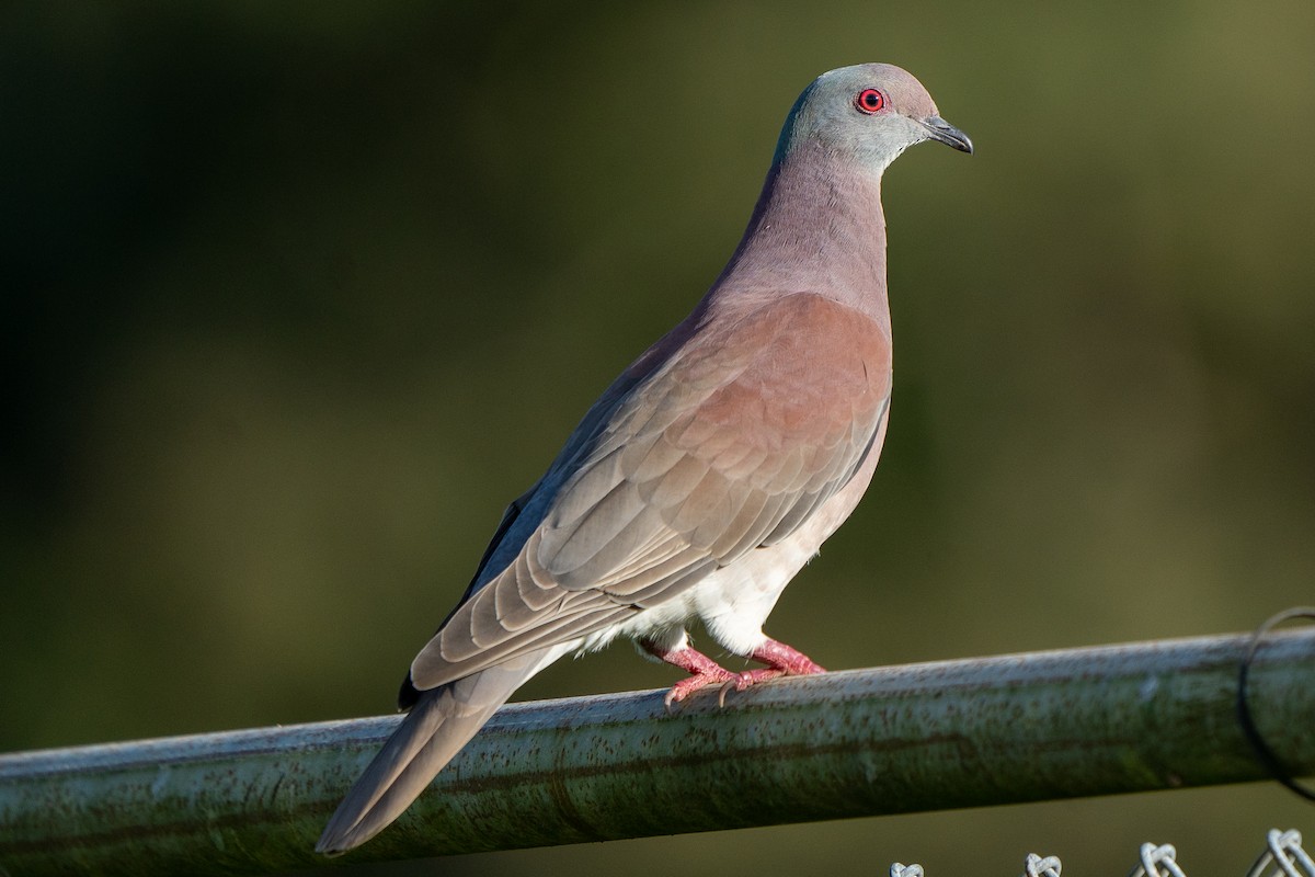 Pale-vented Pigeon - ML502982971