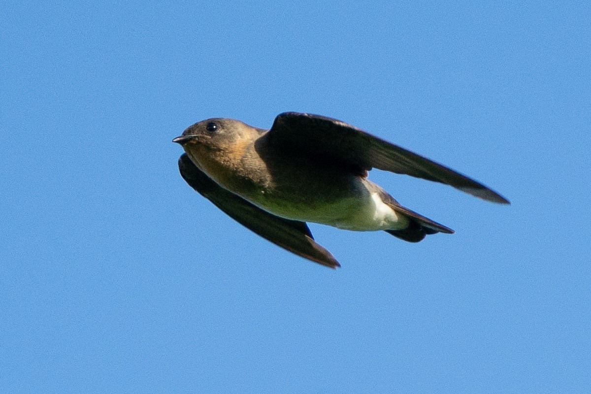 Southern Rough-winged Swallow - ML502983081