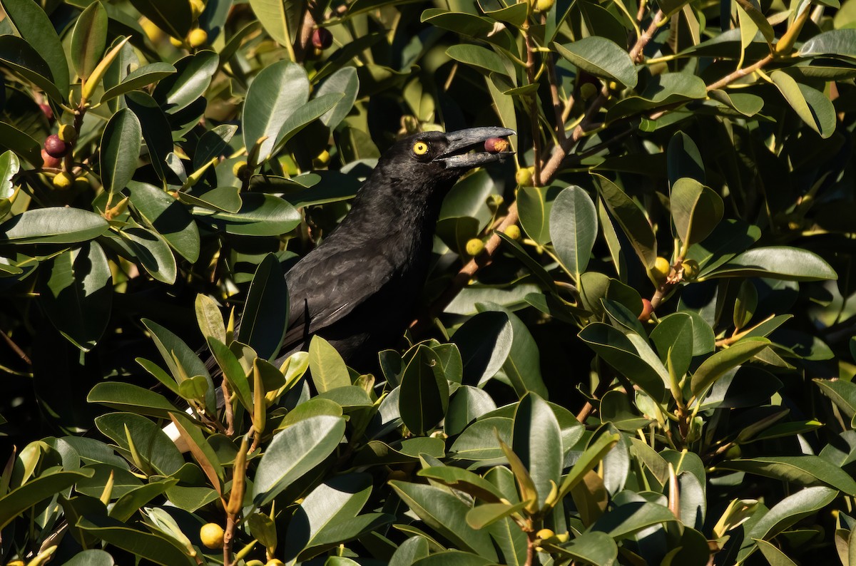 Pied Currawong - ML502986611