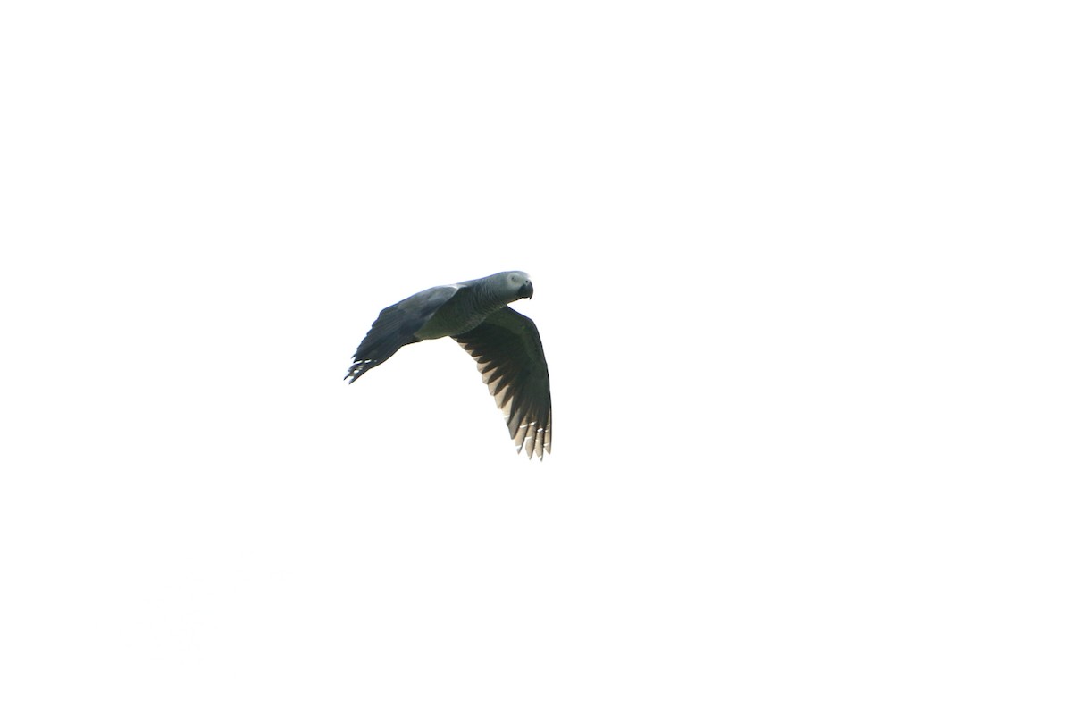 Gray Parrot (Gray) - ML502996101