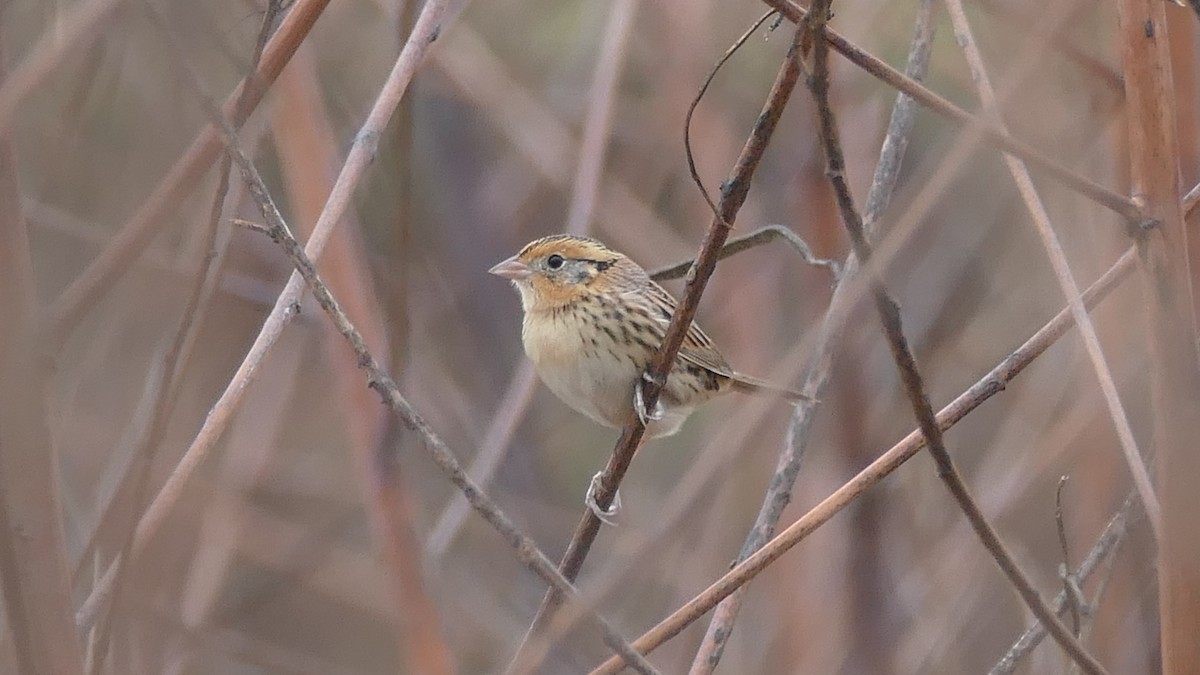 LeConte's Sparrow - Avery Fish