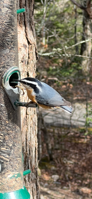 Red-breasted Nuthatch - ML503000511