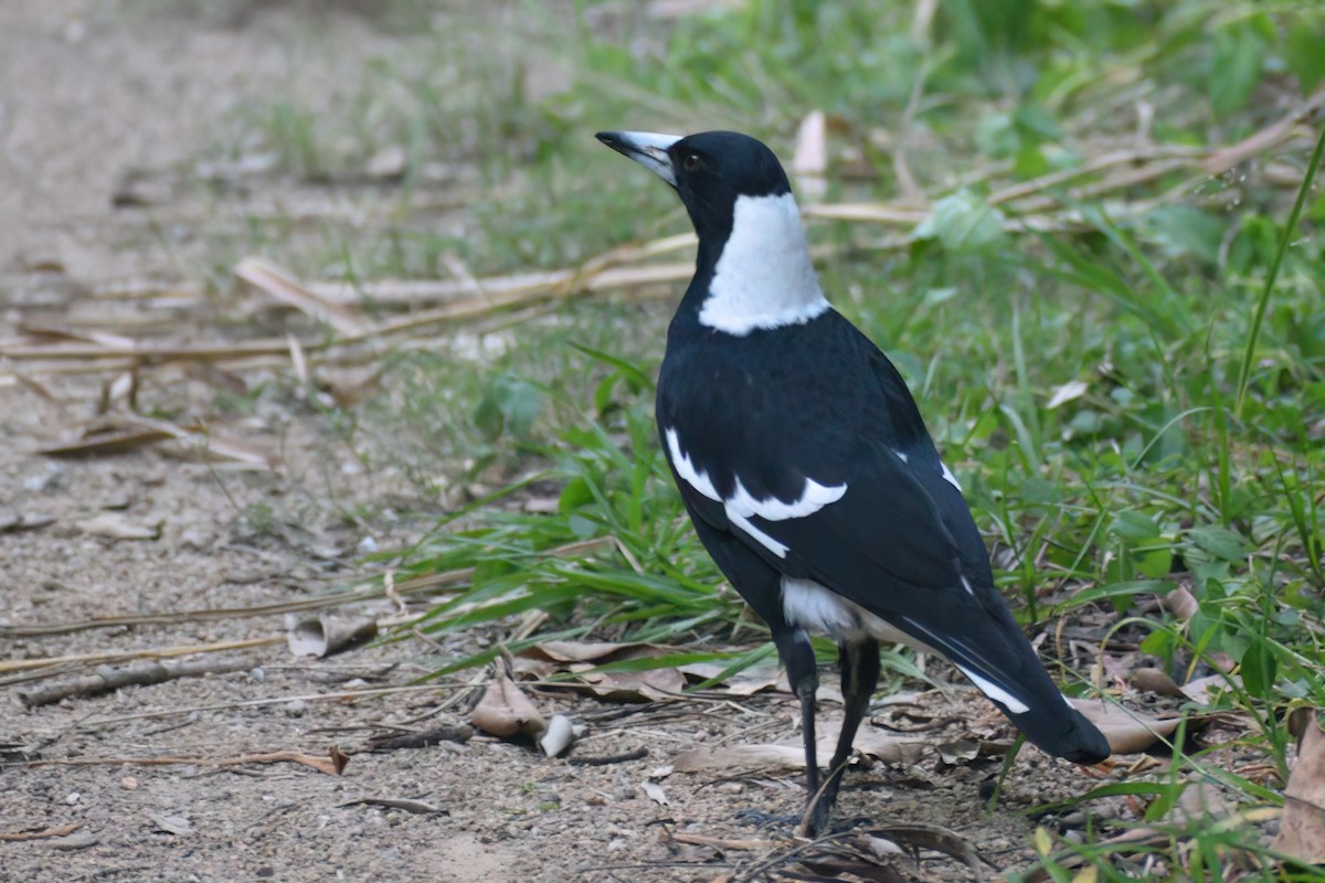 Australian Magpie (Black-backed) - ML503011621