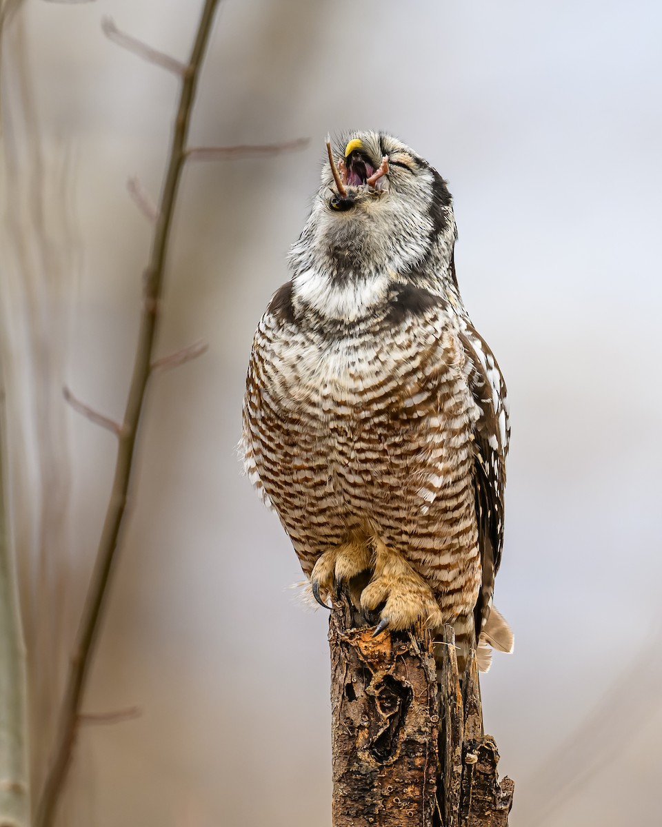 Northern Hawk Owl - Simon Villeneuve