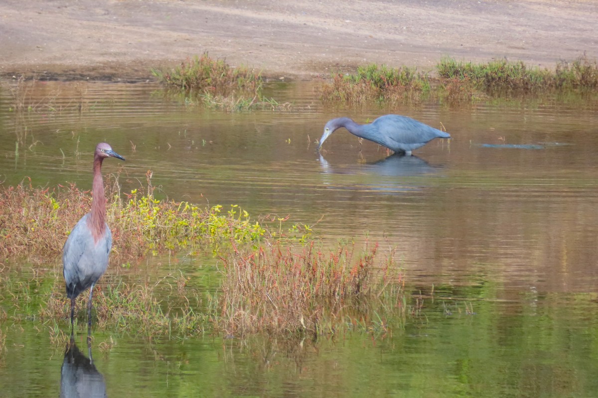 Little Blue Heron - Conservancy Volunteers