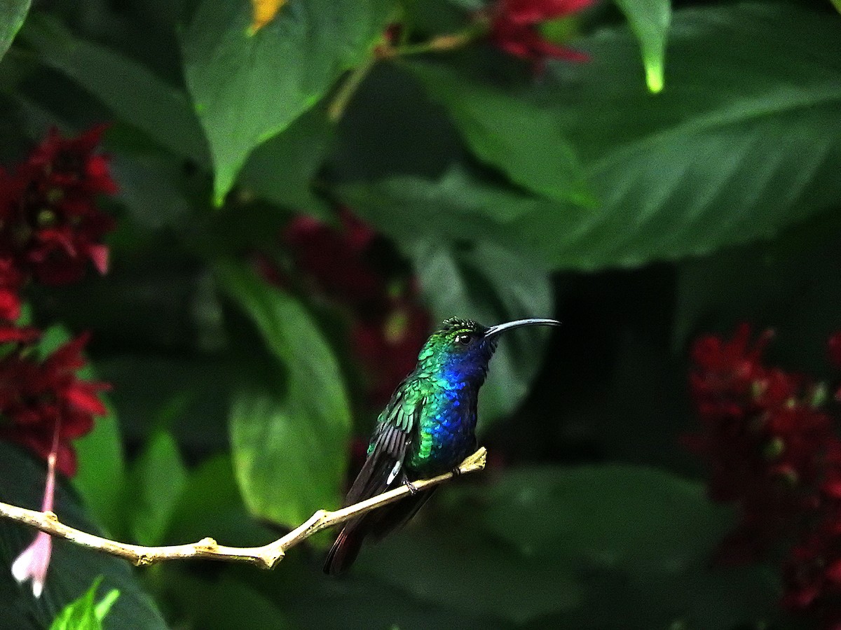 kolibřík azurovoprsý - ML503026961