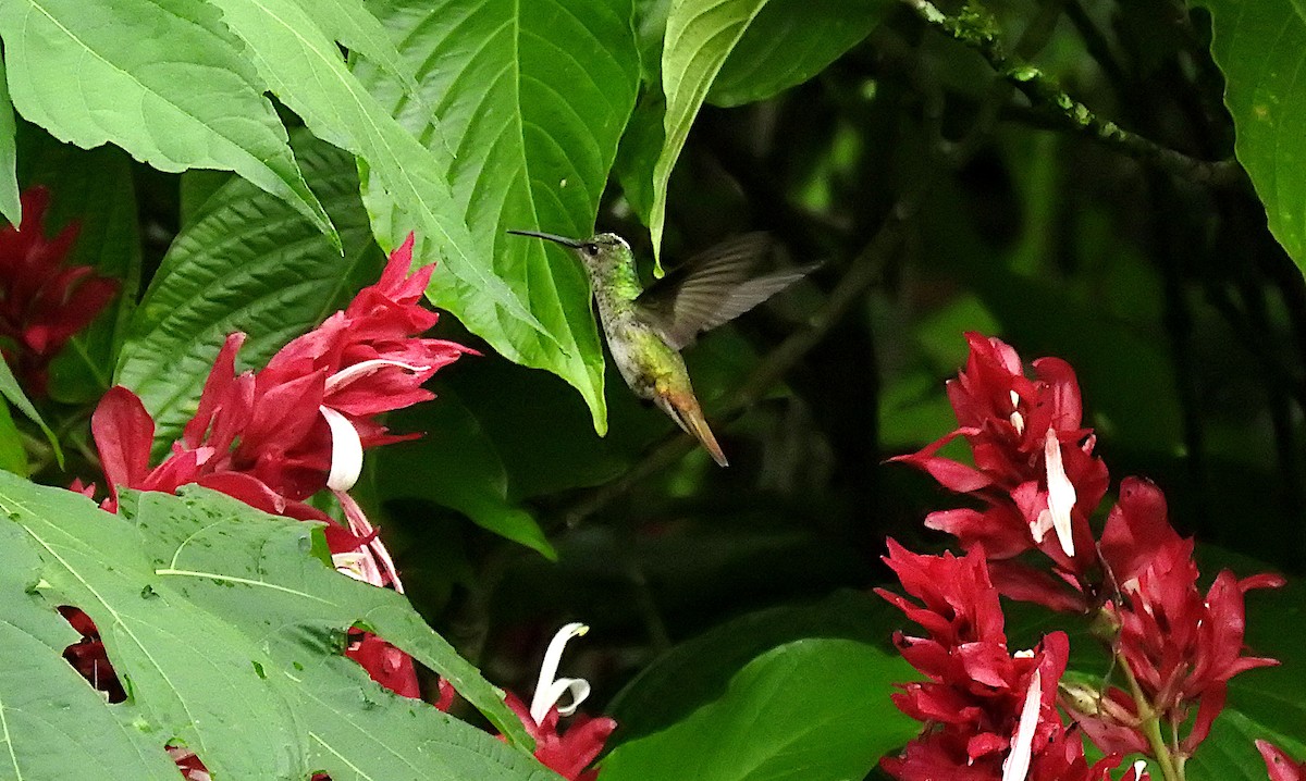 kolibřík azurovoprsý - ML503027491