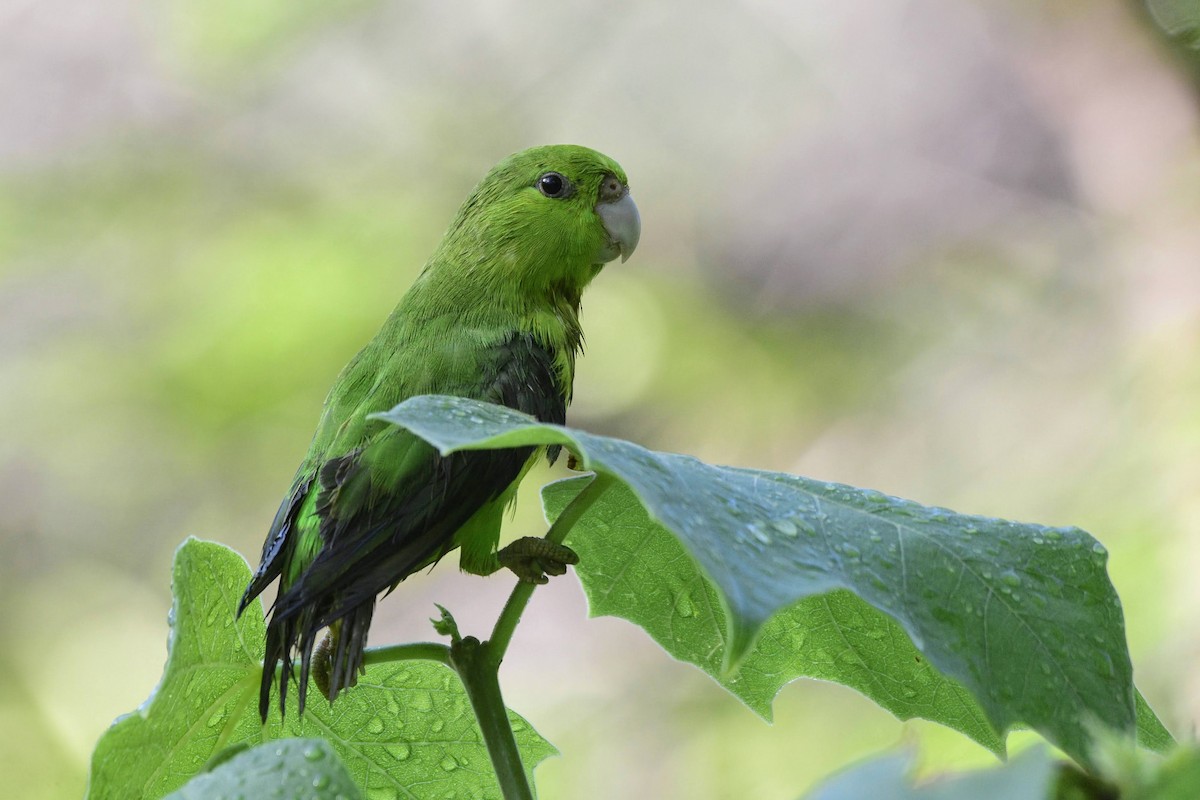 Mexican Parrotlet - ML503028351