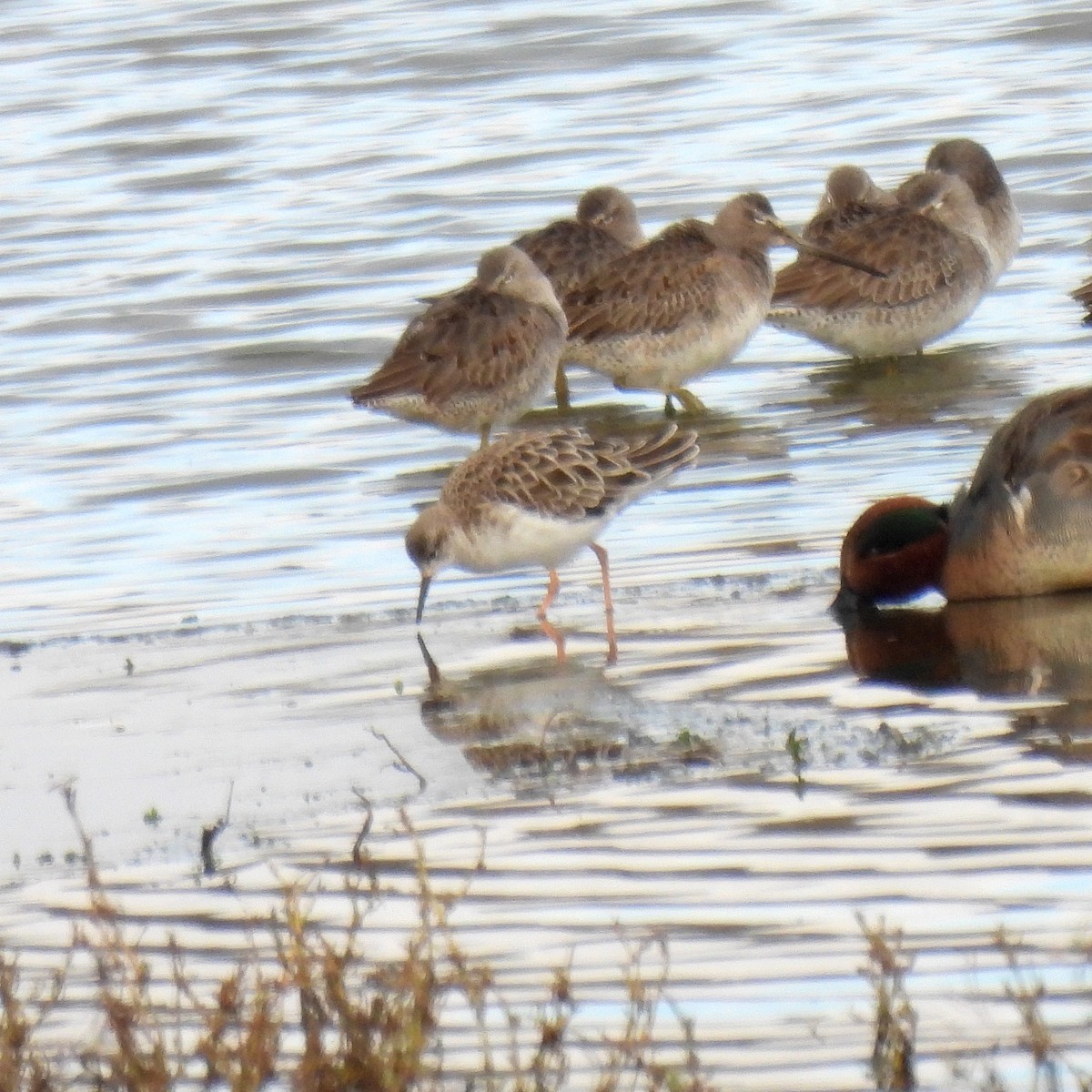 eBird Checklist - 12 Nov 2022 - Ankeny NWR--Pintail Marsh - 16 species