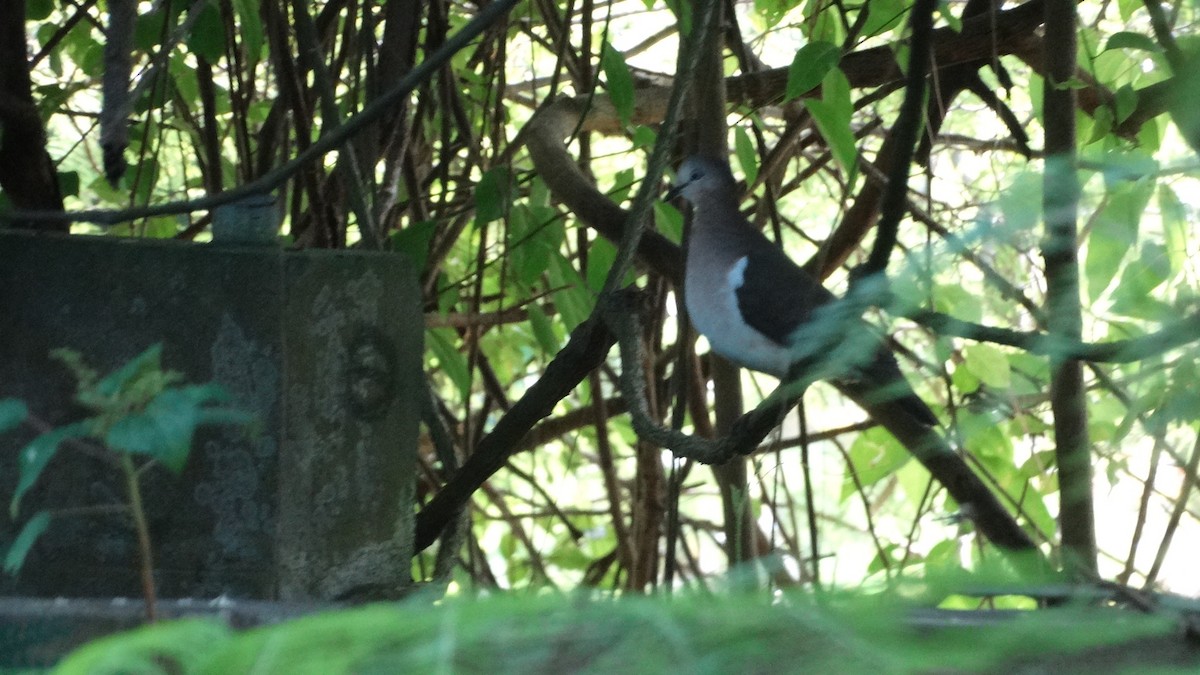Гренадская голубка - ML503030531