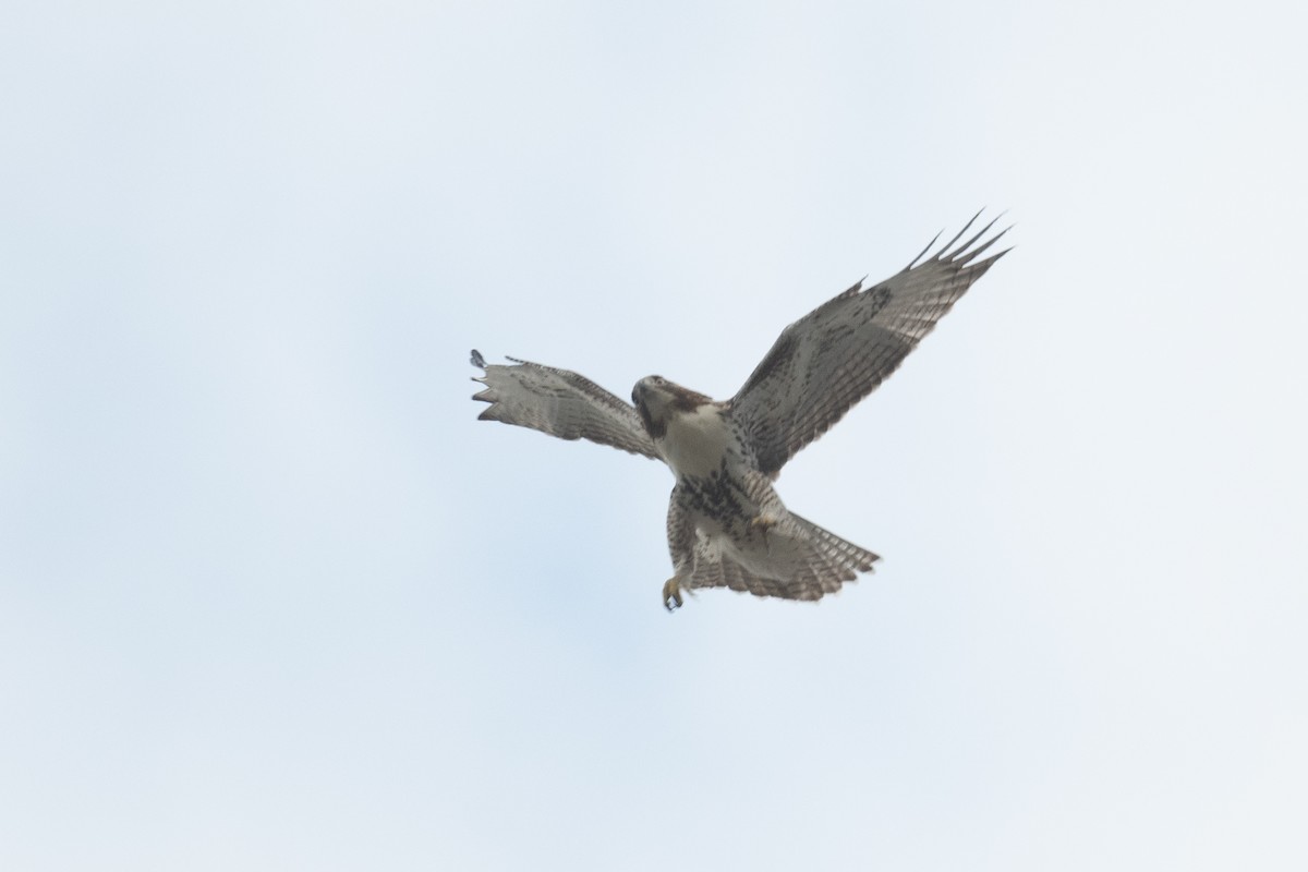 Red-tailed Hawk - ML503041321