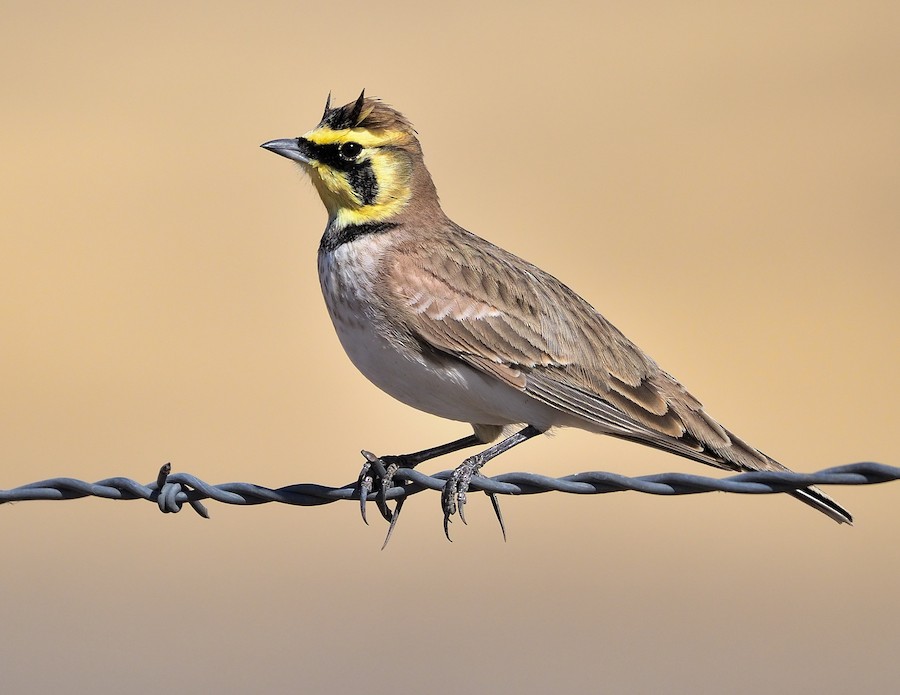 Horned Lark