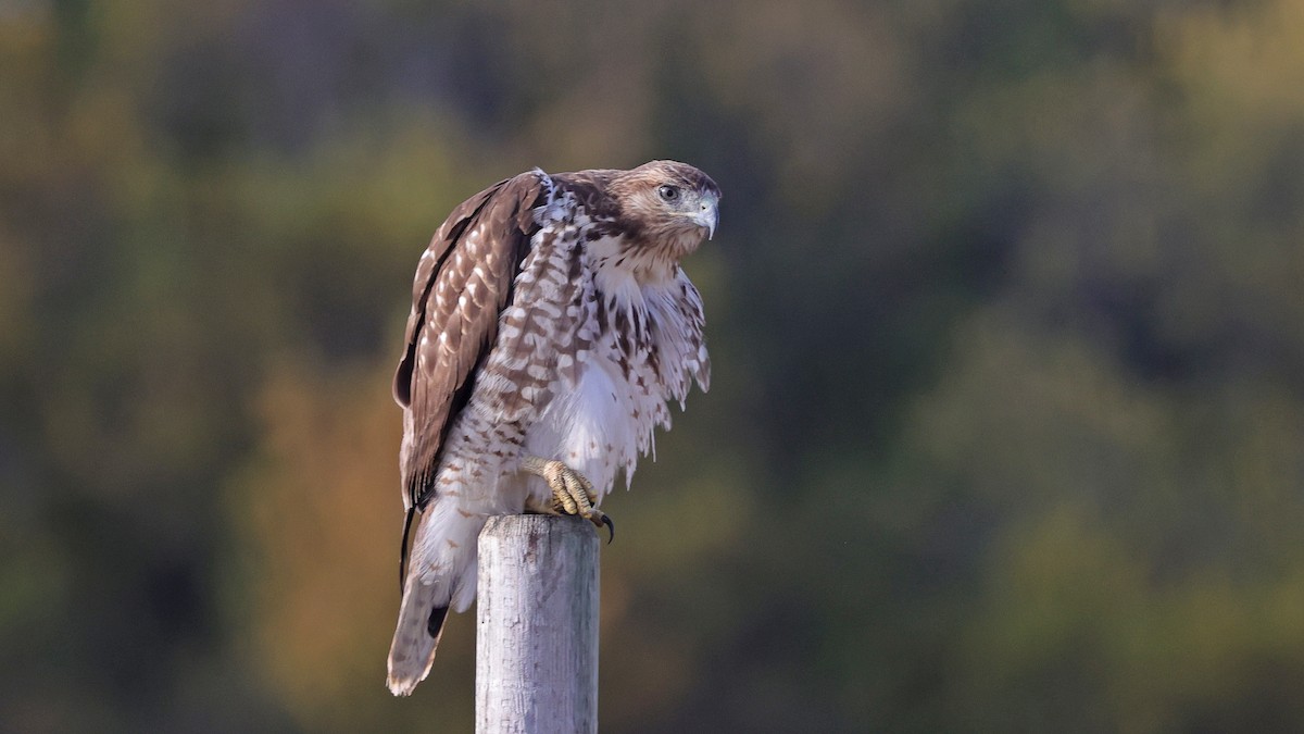 Red-tailed Hawk - ML503042771