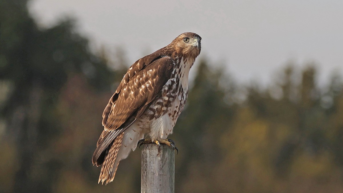 Red-tailed Hawk - Curtis McCamy