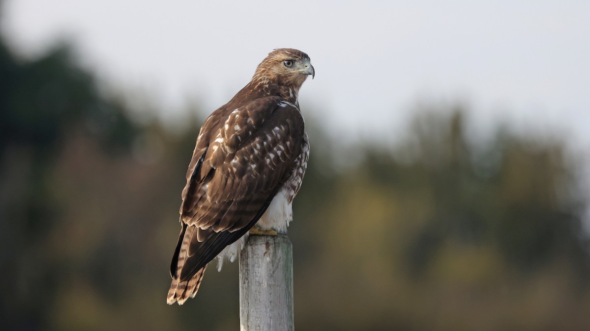 Red-tailed Hawk - ML503042821