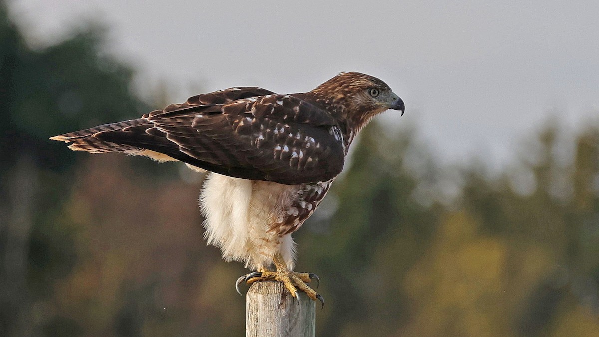 Red-tailed Hawk - ML503042831