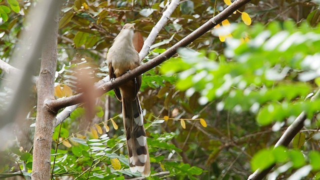 Puerto Rican Lizard-Cuckoo - ML503059811