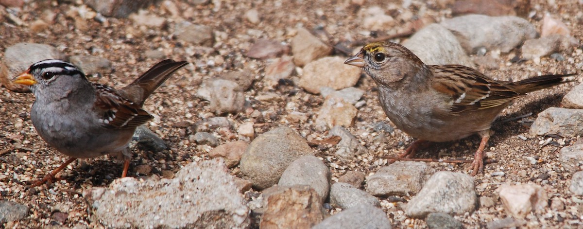Golden-crowned Sparrow - ML50306091