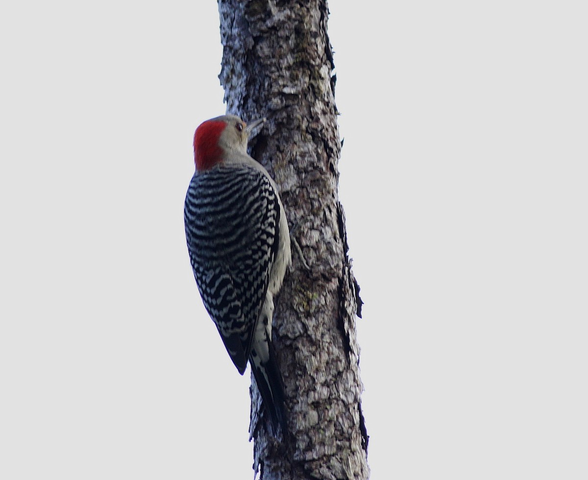 Red-bellied Woodpecker - Jim Beeke
