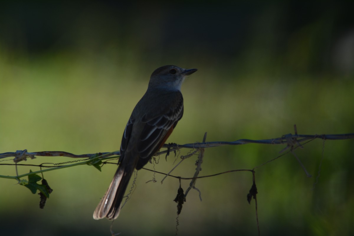 Ash-throated Flycatcher - Nate Brown