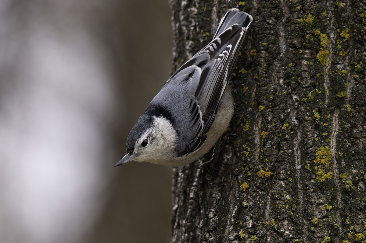 White-breasted Nuthatch - Cam Nikkel