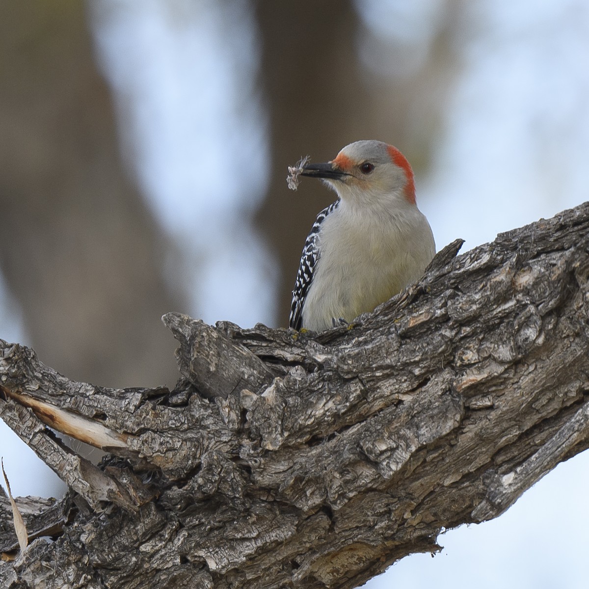 Red-bellied Woodpecker - Aaron Brasket