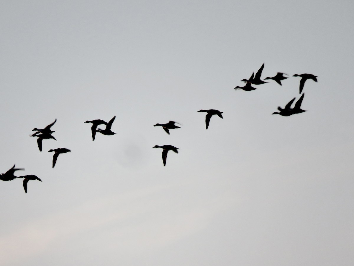 eBird Checklist 12 Nov 2022 Edisto BeachHelena Inlet Sound 23