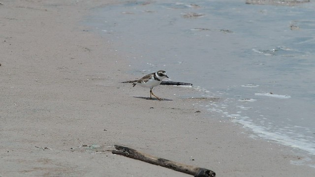 Semipalmated Plover - ML503079871
