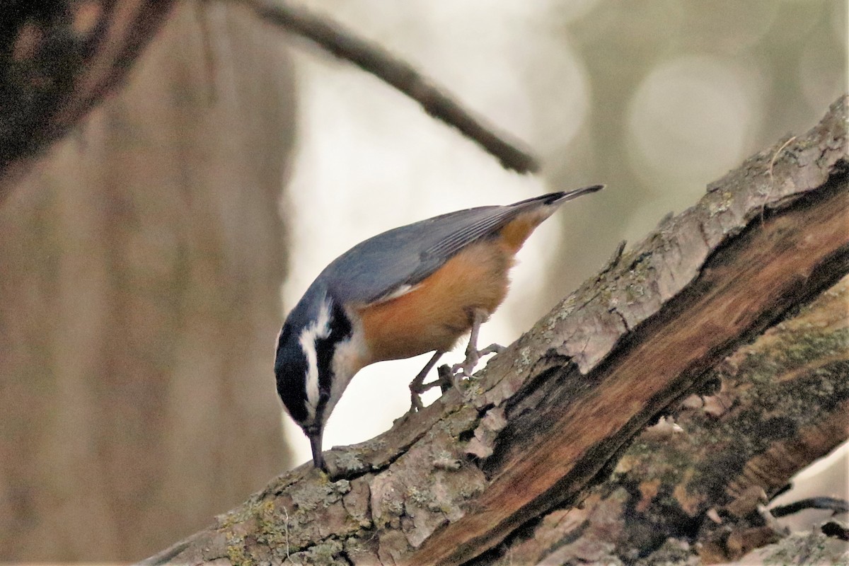 Red-breasted Nuthatch - ML503087621
