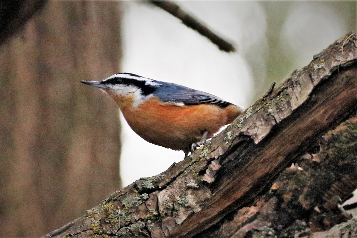 Red-breasted Nuthatch - ML503087631