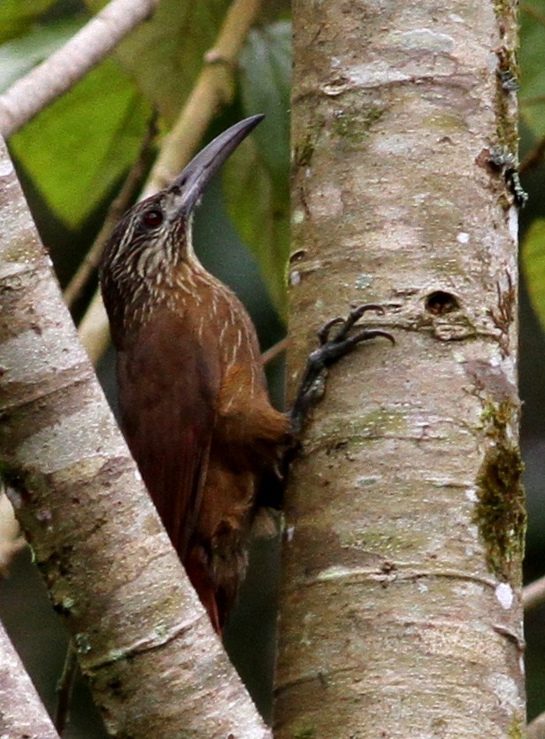Strong-billed Woodcreeper - Georges Duriaux