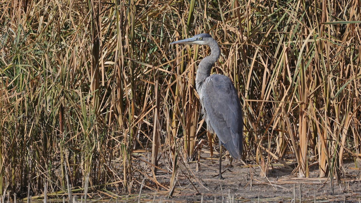 Great Blue Heron (Great Blue) - Curtis McCamy