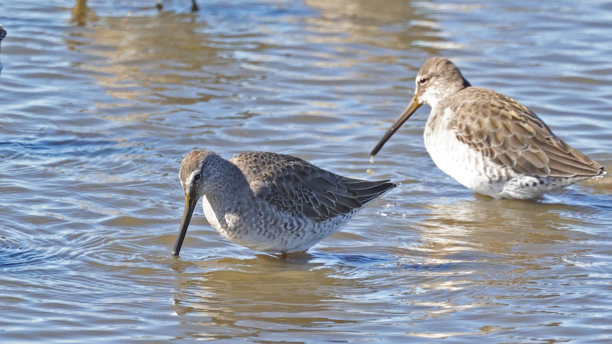 Long-billed Dowitcher - ML503105161