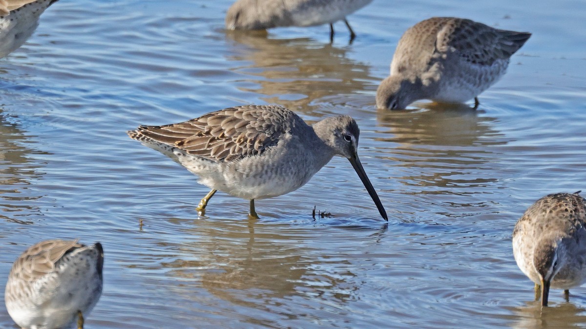 Long-billed Dowitcher - ML503105171