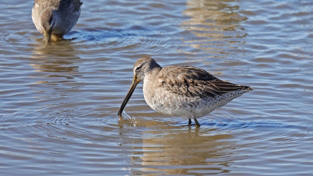 Long-billed Dowitcher - ML503105191