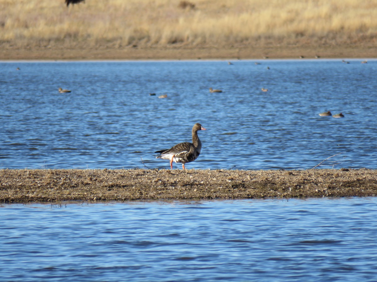 Greater White-fronted Goose - ML503105261