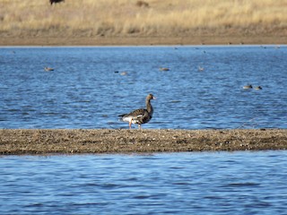 Greater White-fronted Goose, ML503105261