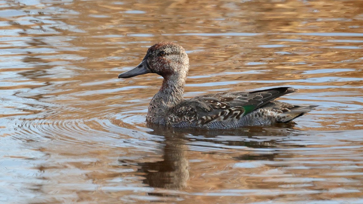 Green-winged Teal - ML503110741