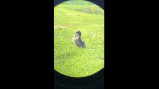 Black-crowned Night Heron - ML503113611