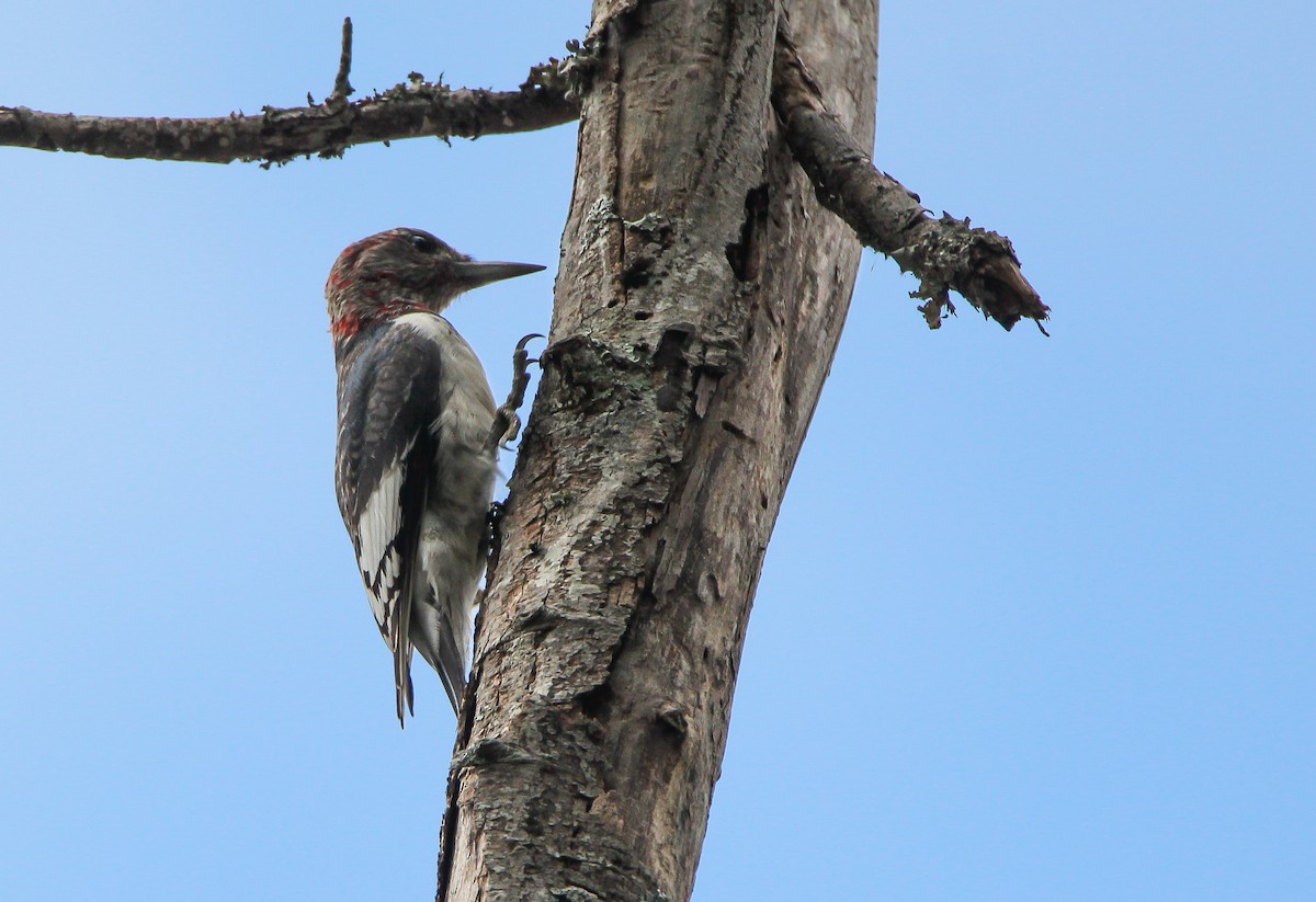 Red-headed Woodpecker - ML503114371